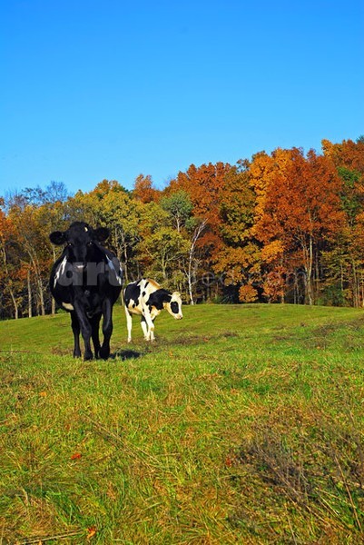 Curious Cows II