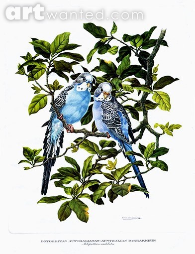 Australian Parakeets