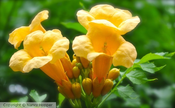 Honeysuckle 2