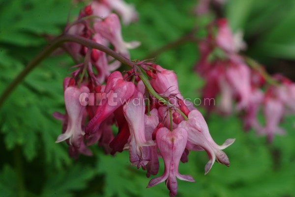 Bleeding Heart