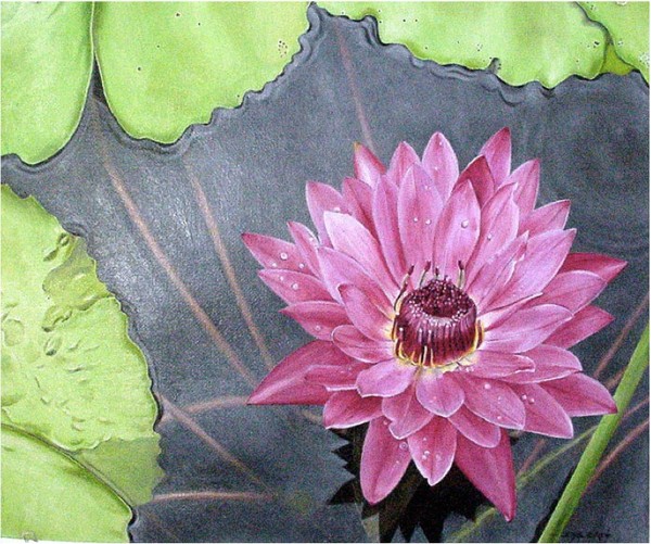 Lilly