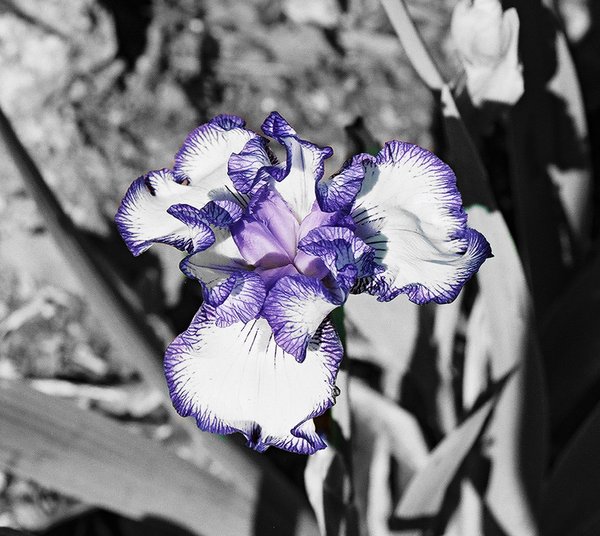 Purple Edges
