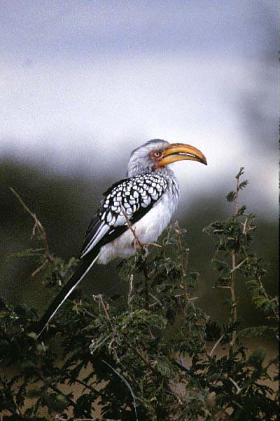 Yellow-beaked Hornbill