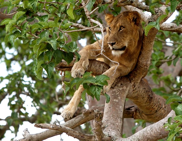 Tree-climbing lioness