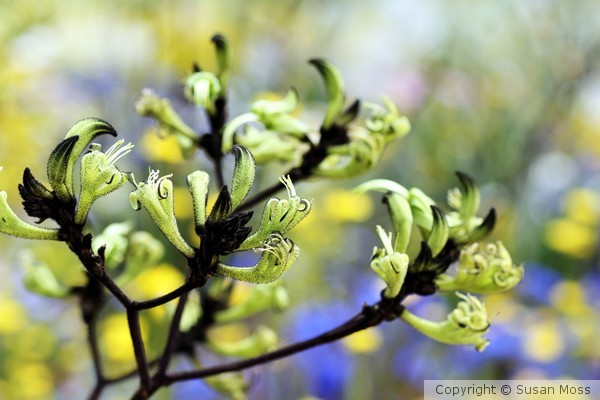 Green Kangaroo Paw