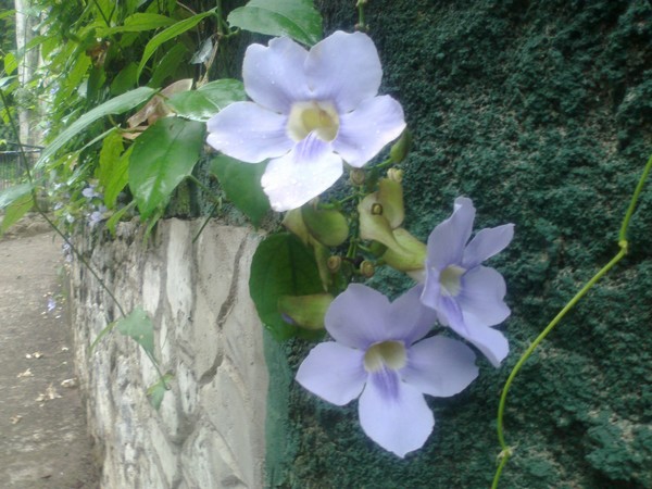 purple flowers