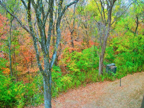 Walk Into The Forest