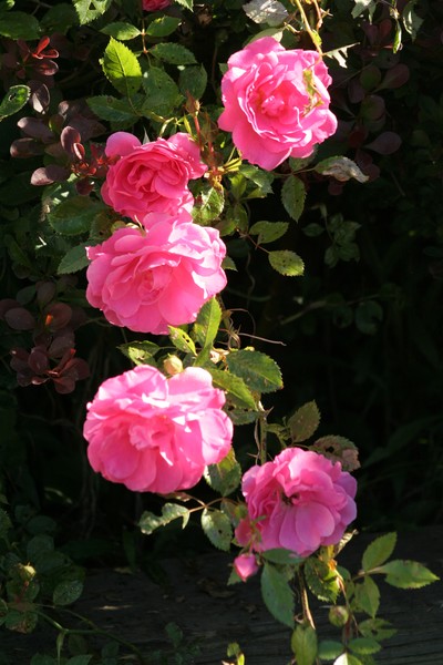 HAPPY NAME DAY MARIE-CLAIRE