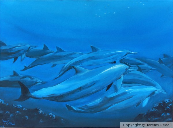 Dolphins