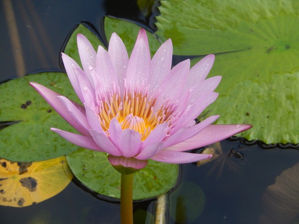PINK WATERLILY