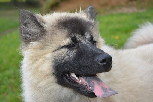 puppies (41)
