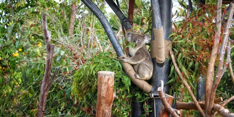 Karen Muro koala eating