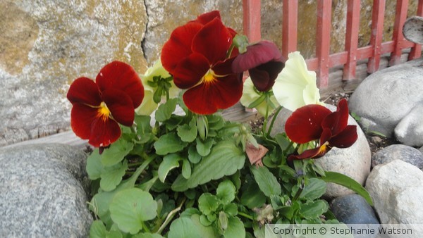 Flowers by Wall