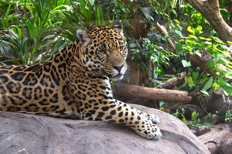 Jaguar Chester Zoo copy