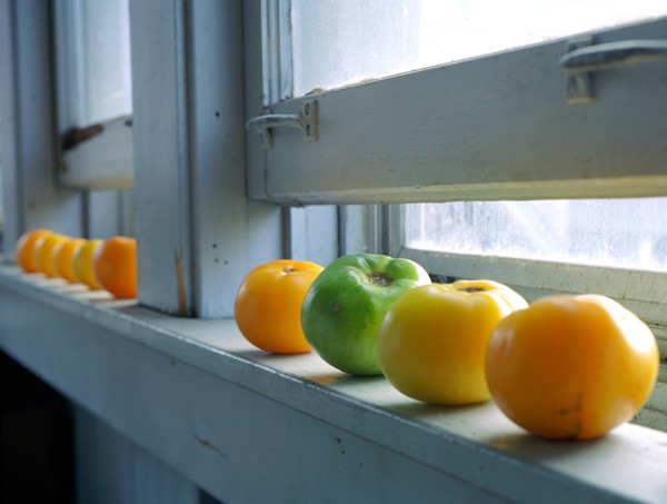 tomatoes