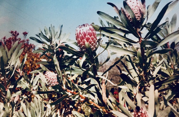Tropical flower