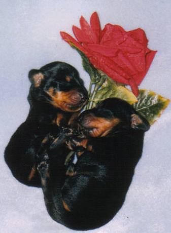 Puppy Love