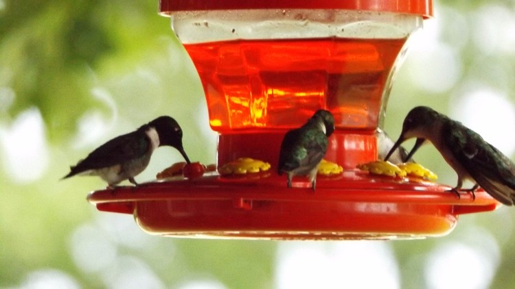 Feeding Time