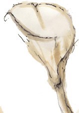 Calla Lily Sketch