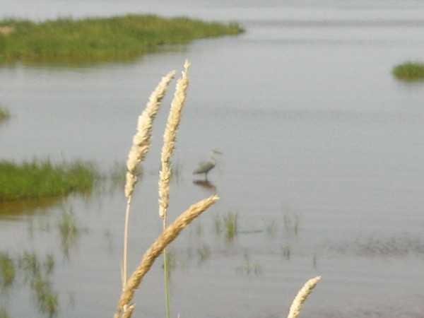 Blue Herron
