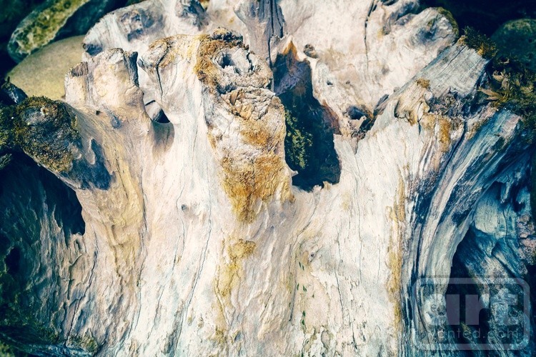 Life of Wood