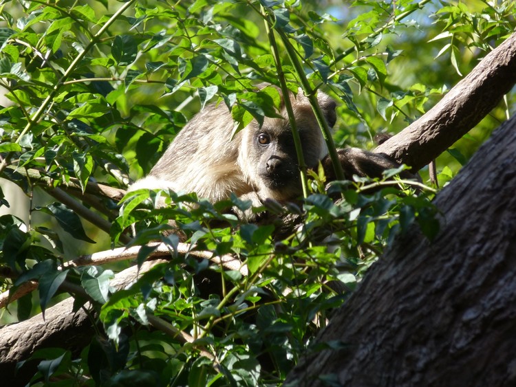 Animals II