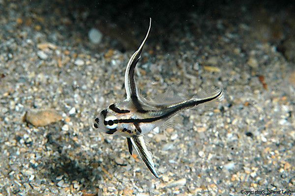 Juvenille Highat