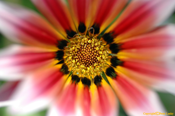 Starburst