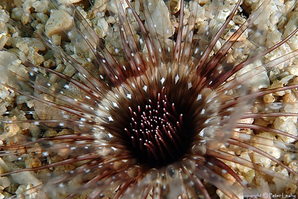 Unidentified Anemone