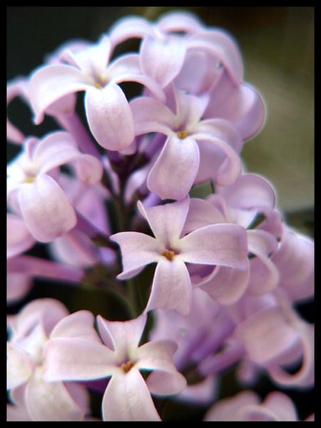 Spring Lilac