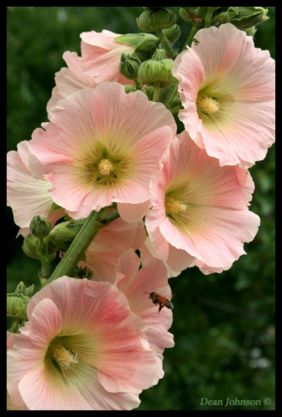 Hollyhock International