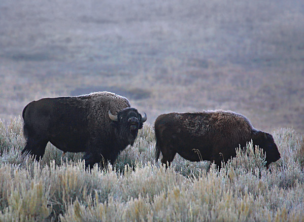Early Morning Bison