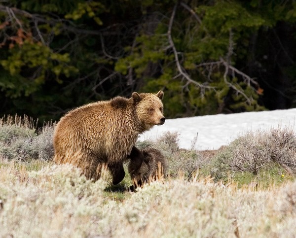 Mother and Cub2