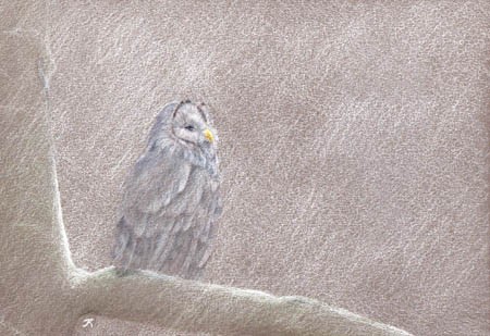 Ural Owl