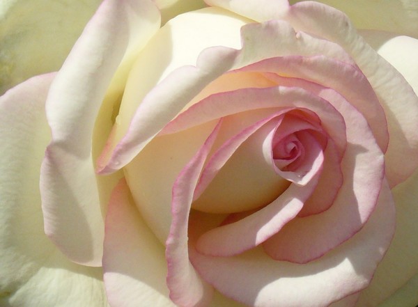 Kissed with Pink