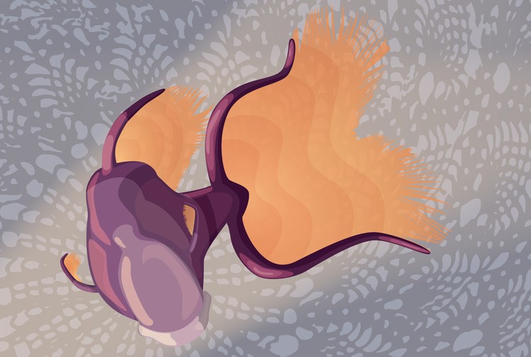 Bettafish