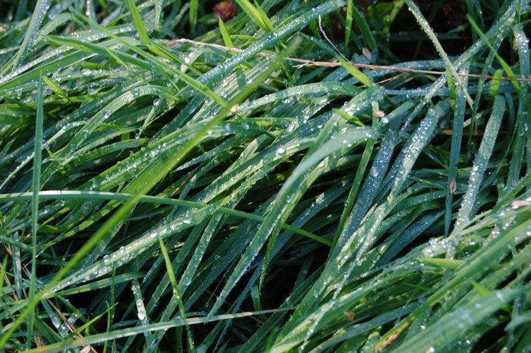 Dew