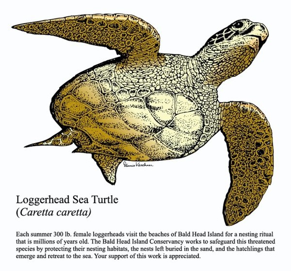 LOGGERHEAD SEA TURTLE