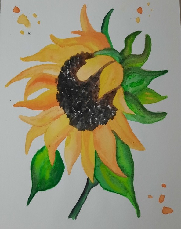 Sunflower