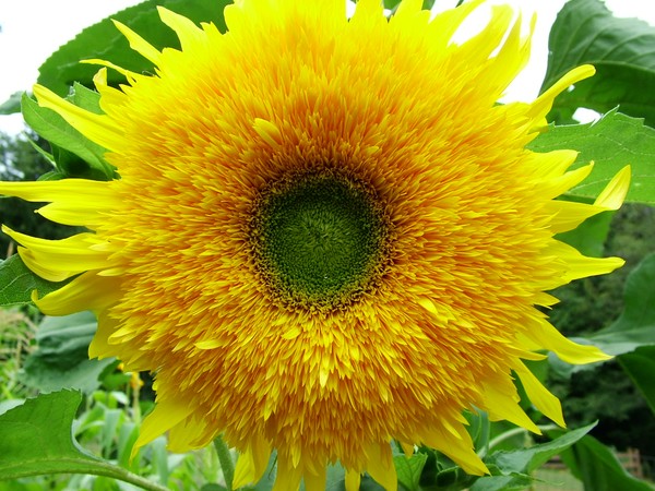 SUNSHINE YELLOW