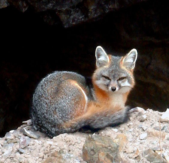 Gray Fox