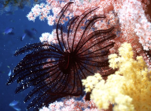 Crinoid on soft coral feeding on plankton