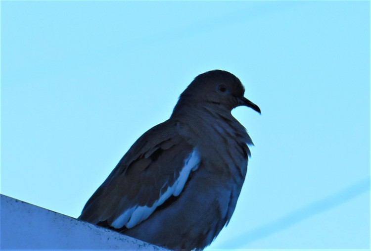 Morning Dove