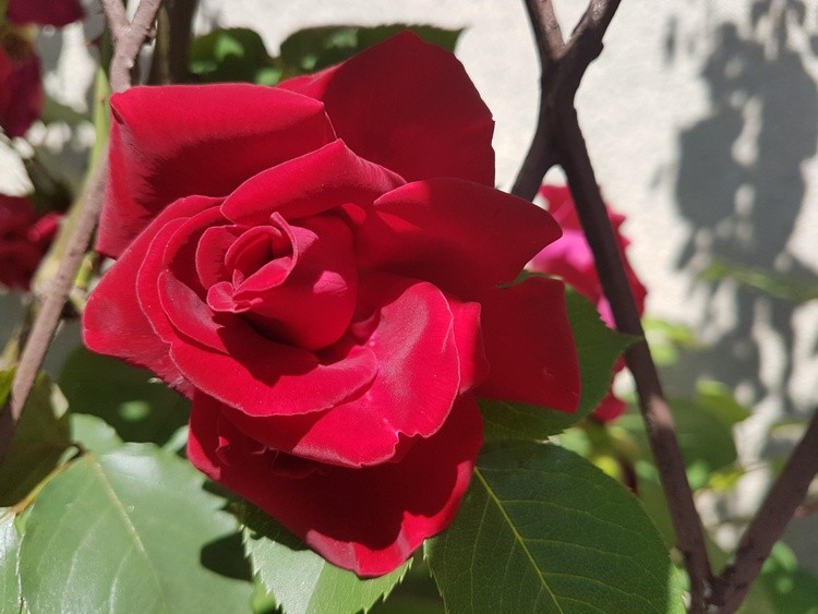 roses