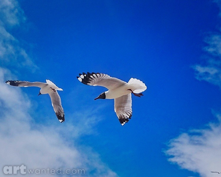 Black Headed Gull