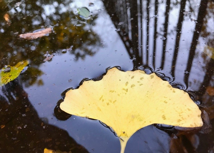 Ginko Leaf in the Rain