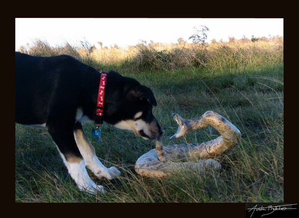 When Curiosity Kills The Dog