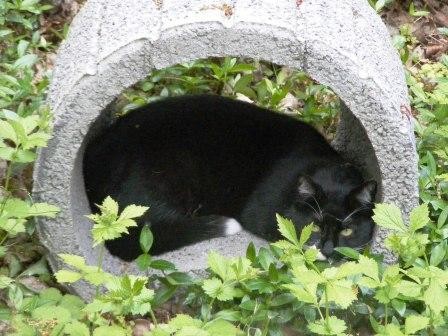 sheltered