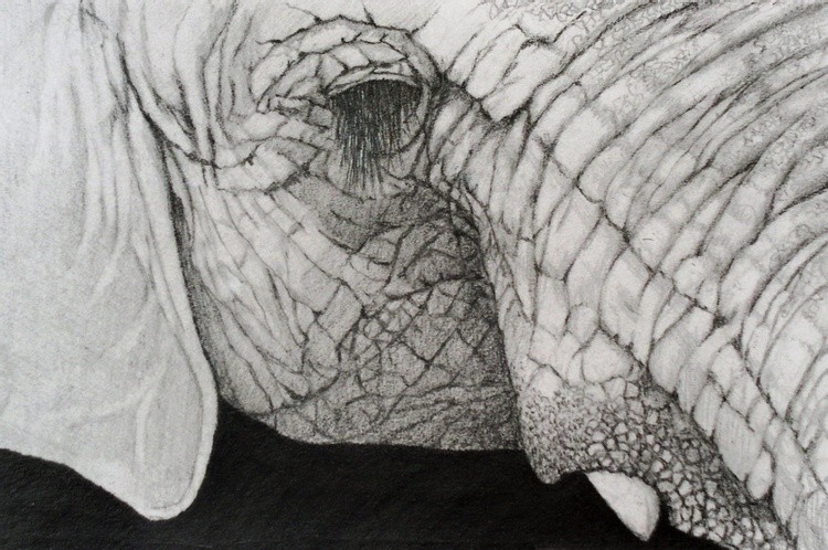 Elephant 6 