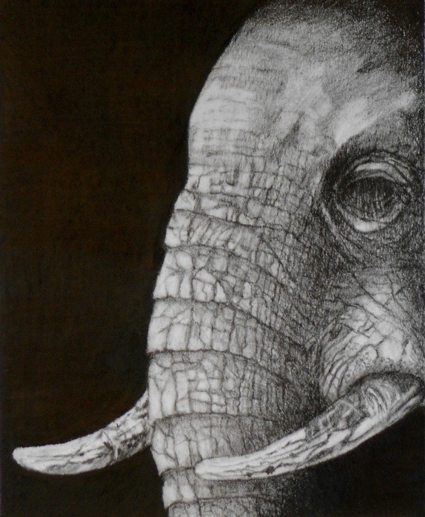 Elephant 9